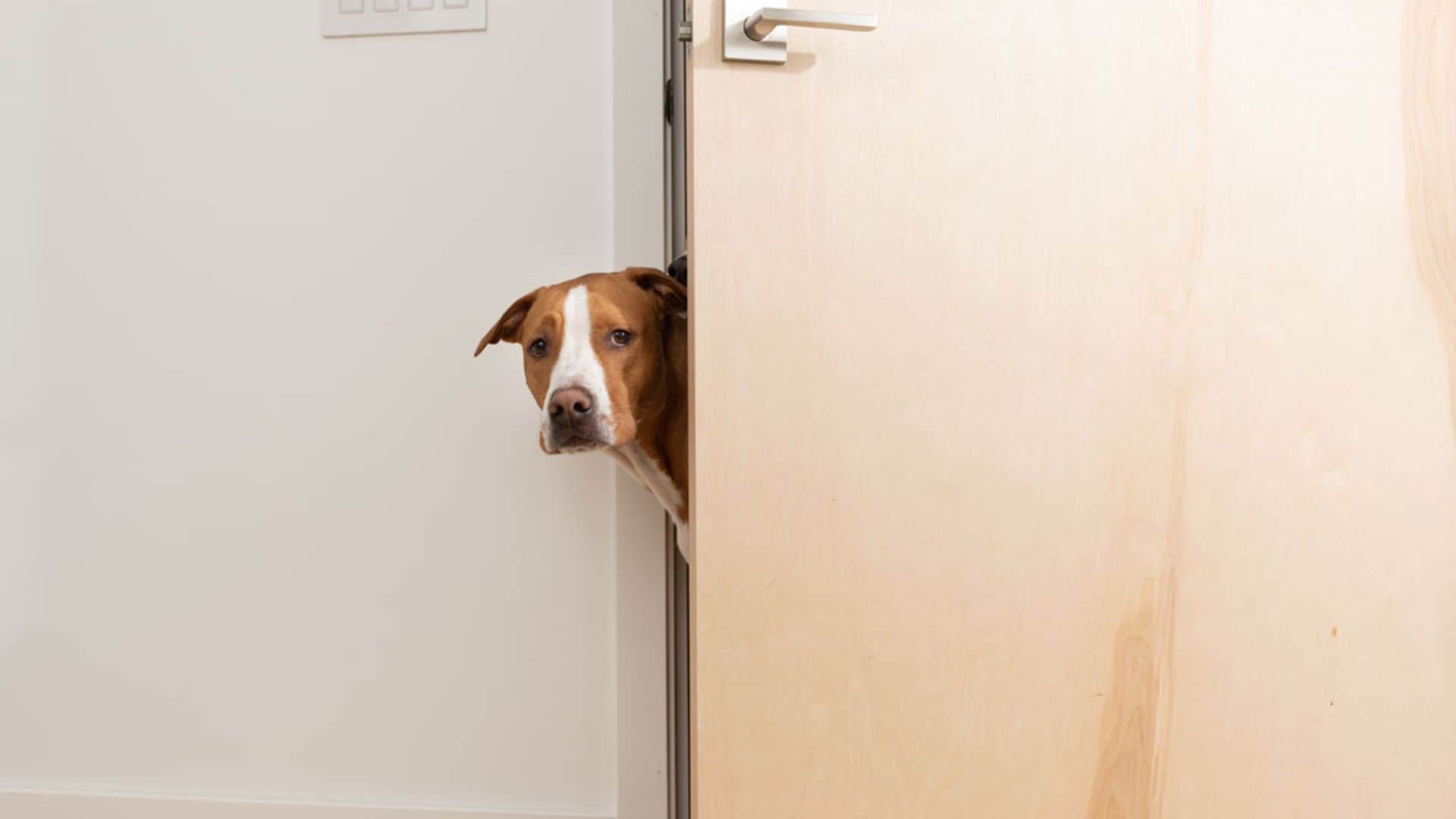 ¿Cómo evitar que tu perro tenga miedo y cómo ayudarle a superar sus terrores?