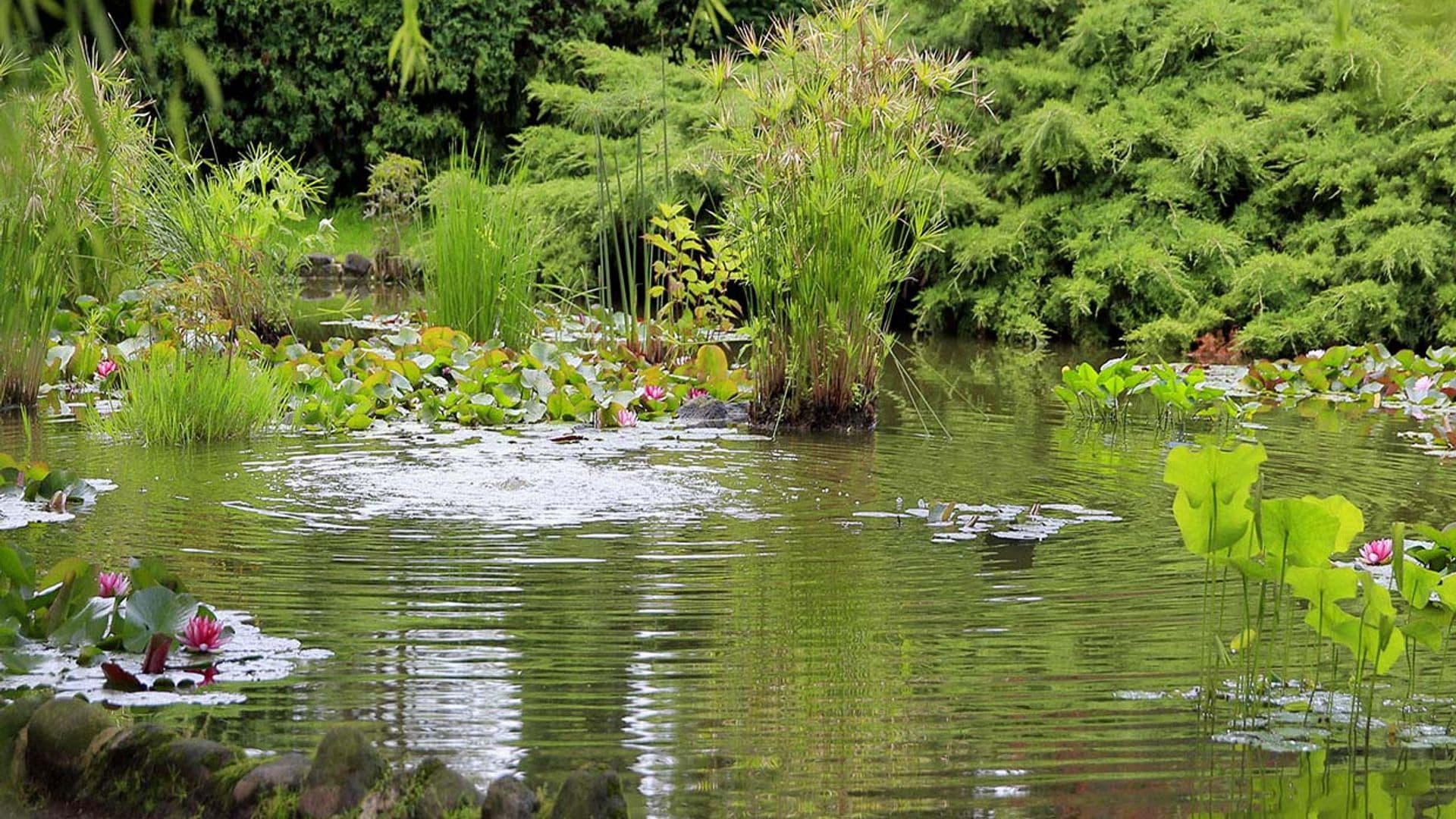 ¿Te animas a crear un jardín de lluvia?