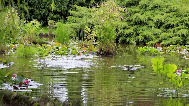 jardin lluvia