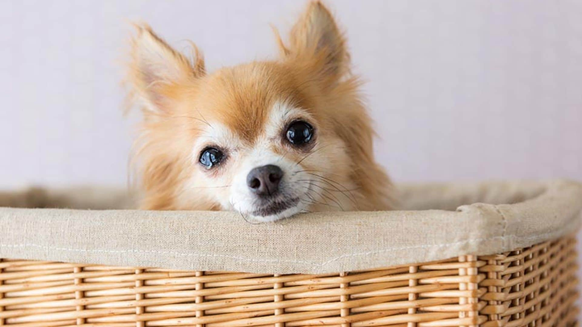 Cuando tu perro llora, ¿lo hace de verdad?