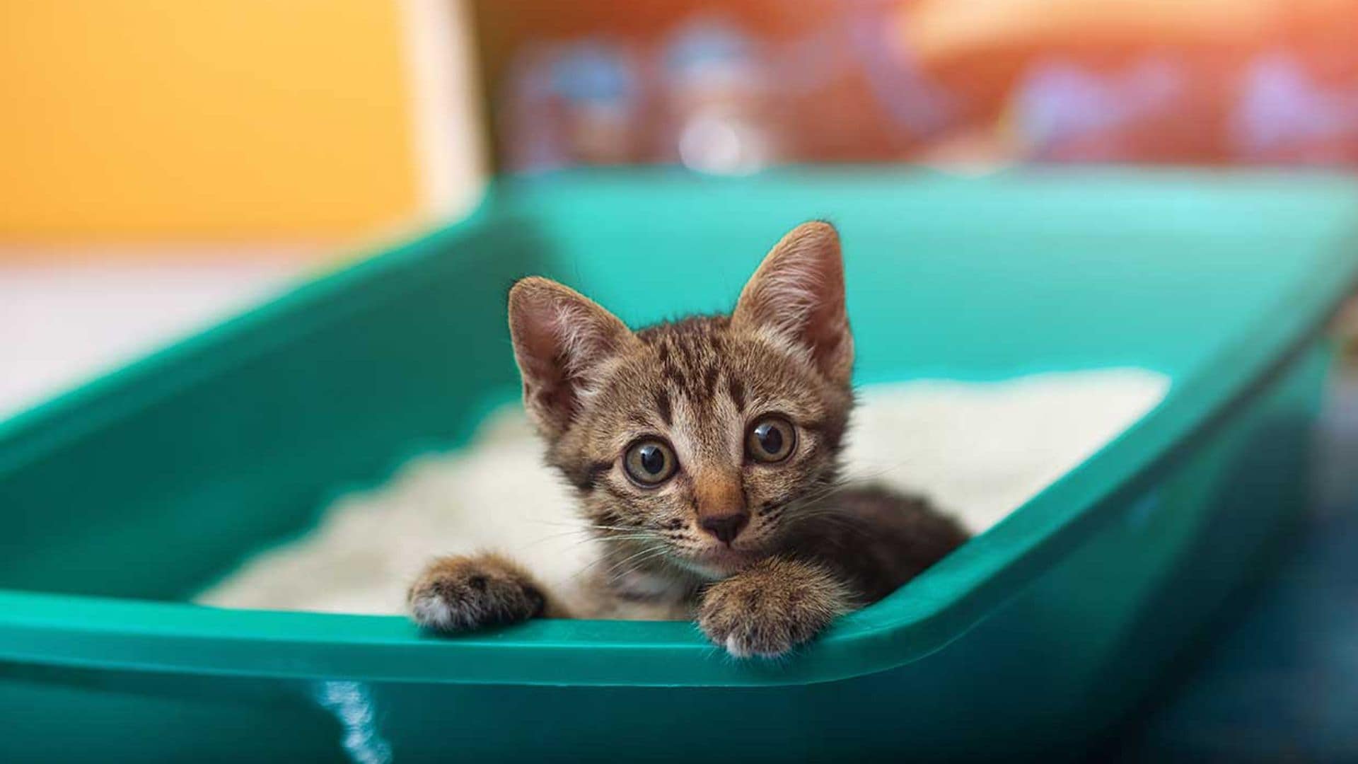 Si tu gato come del arenero podría padecer ‘Pica’