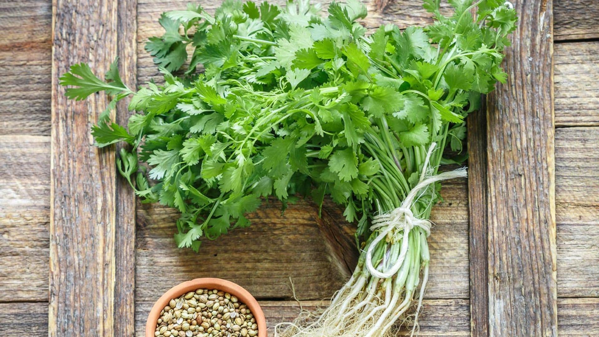 Descubre todas las propiedades y beneficios del cilantro