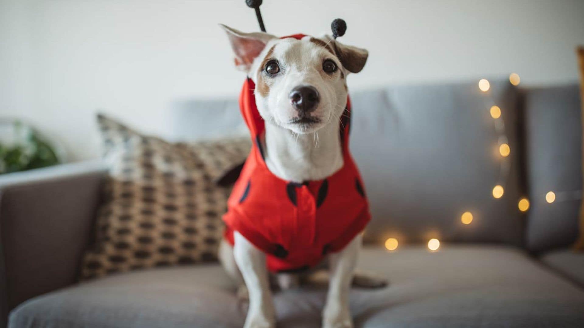 Los disfraces de Halloween más divertidos para tu mascota, ¿cuál te gusta más?