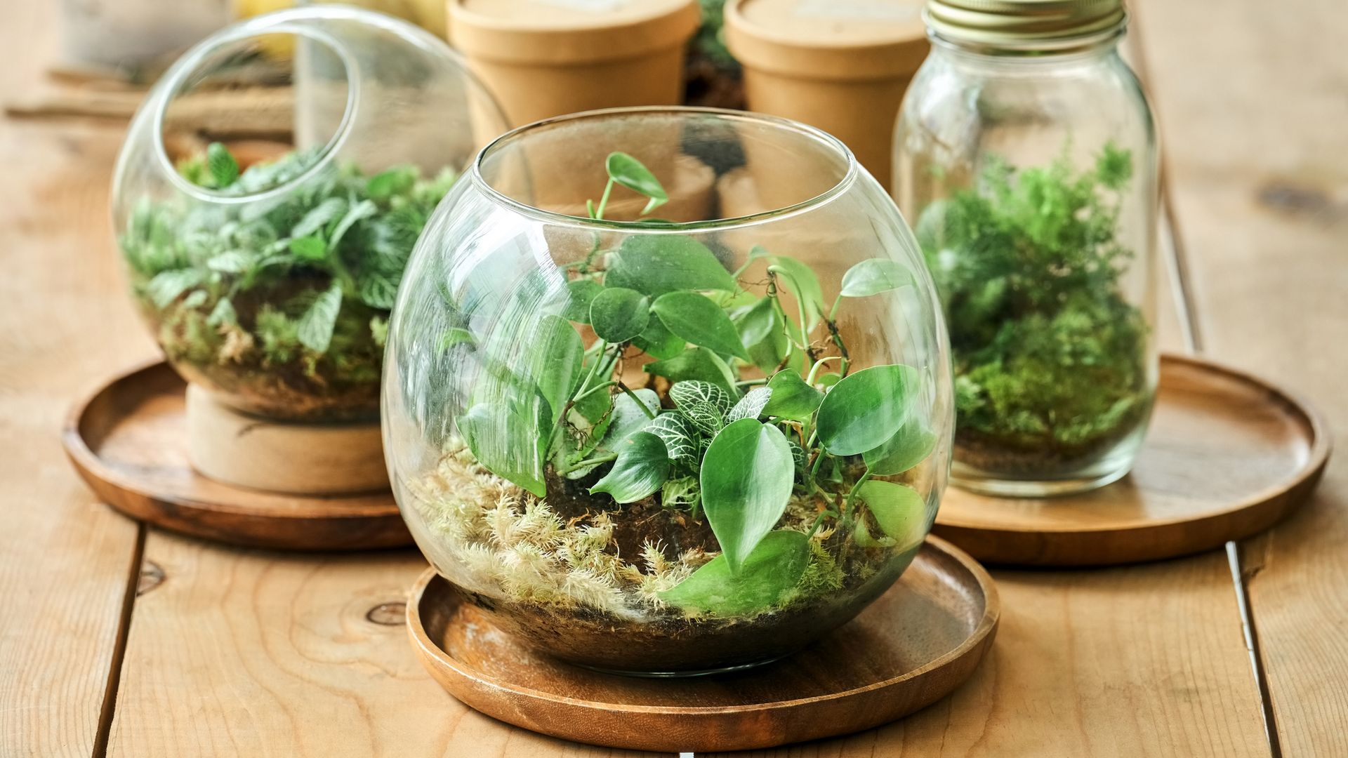 Cómo hacer un terrario para poner un toque verde en casa