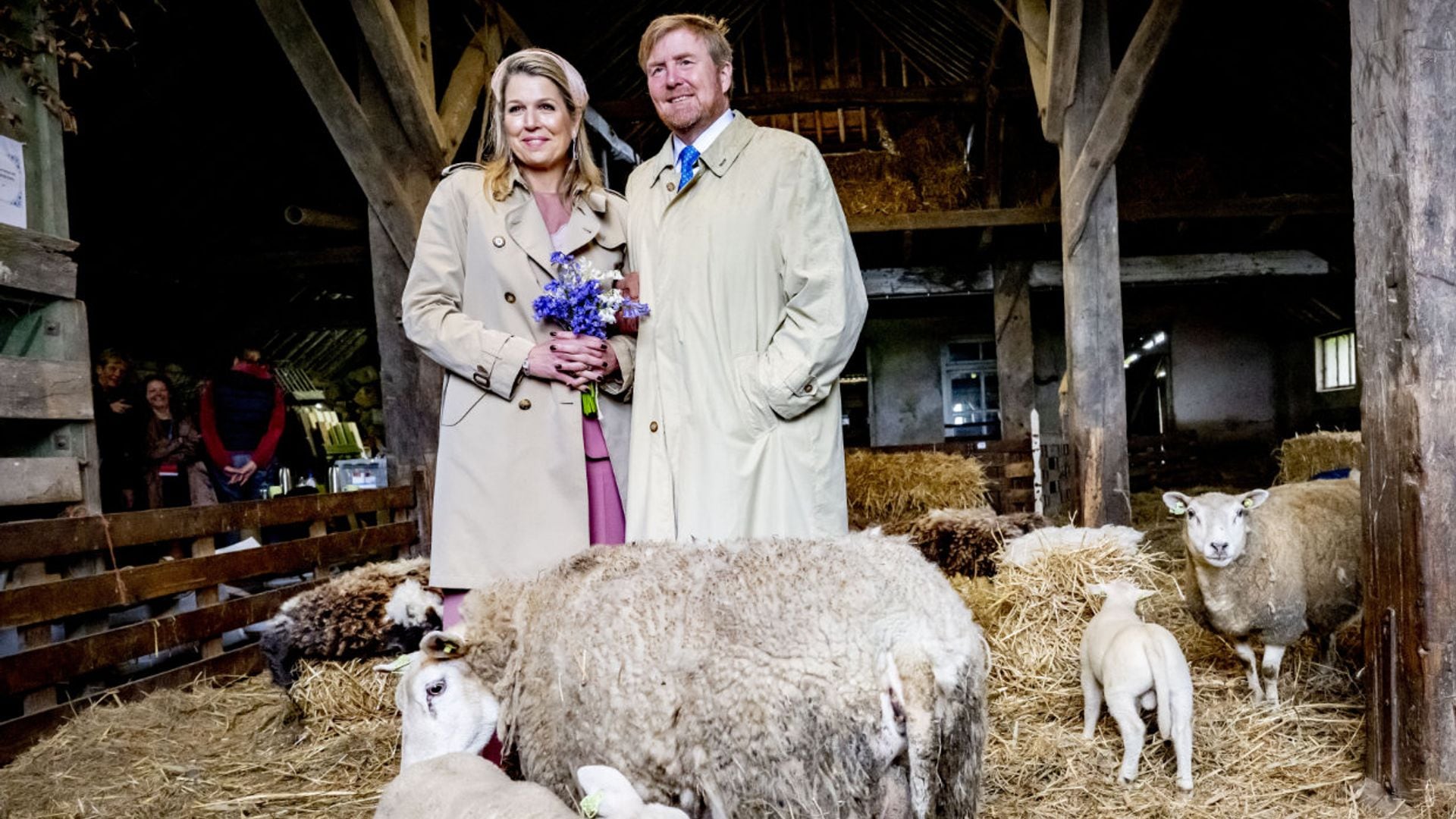 Las curiosas imágenes de Guillermo y Máxima de Países Bajos entre ovejas