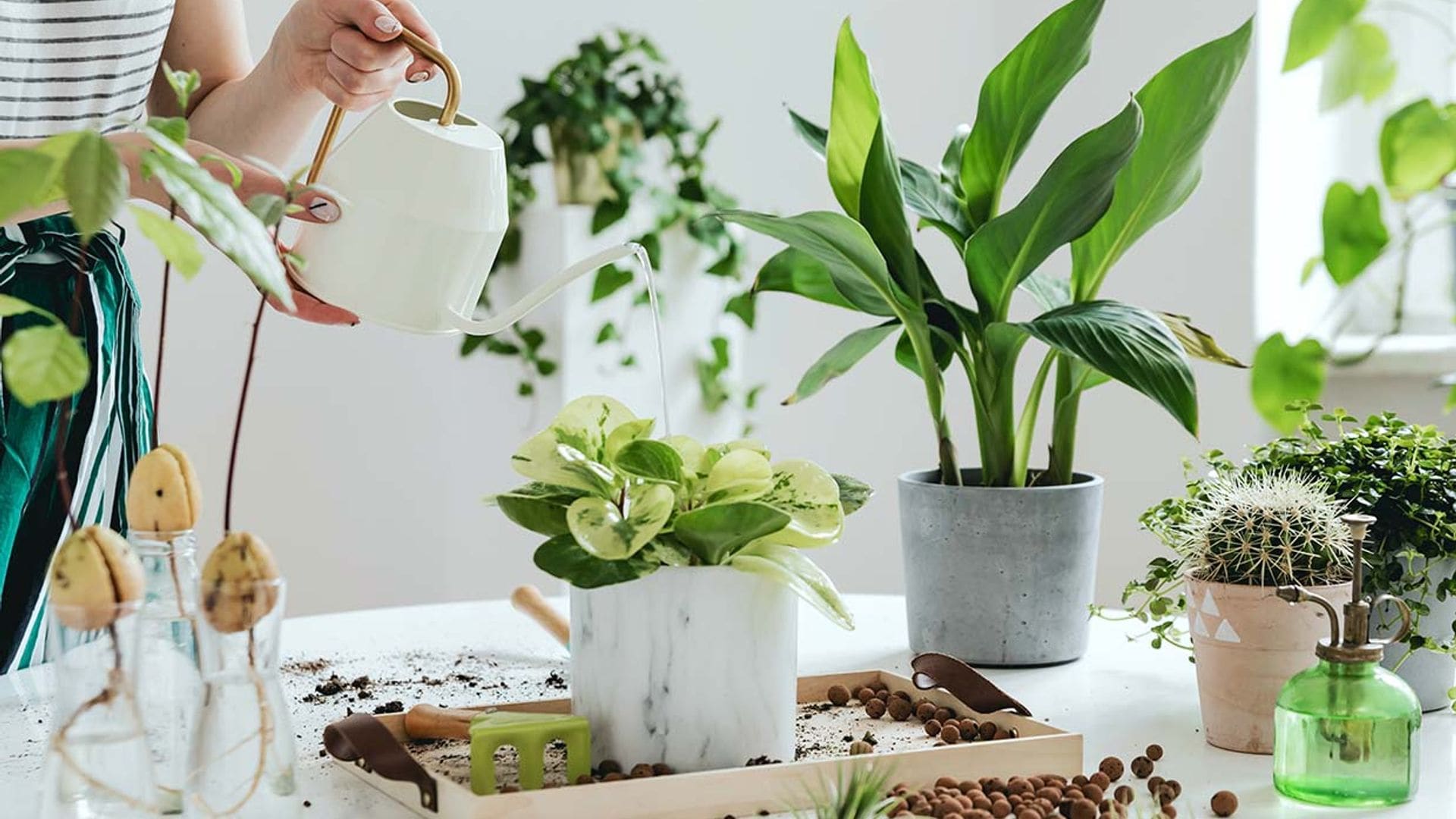 10 plantas de interior sin flores, pero que son perfectas para decorar tu casa