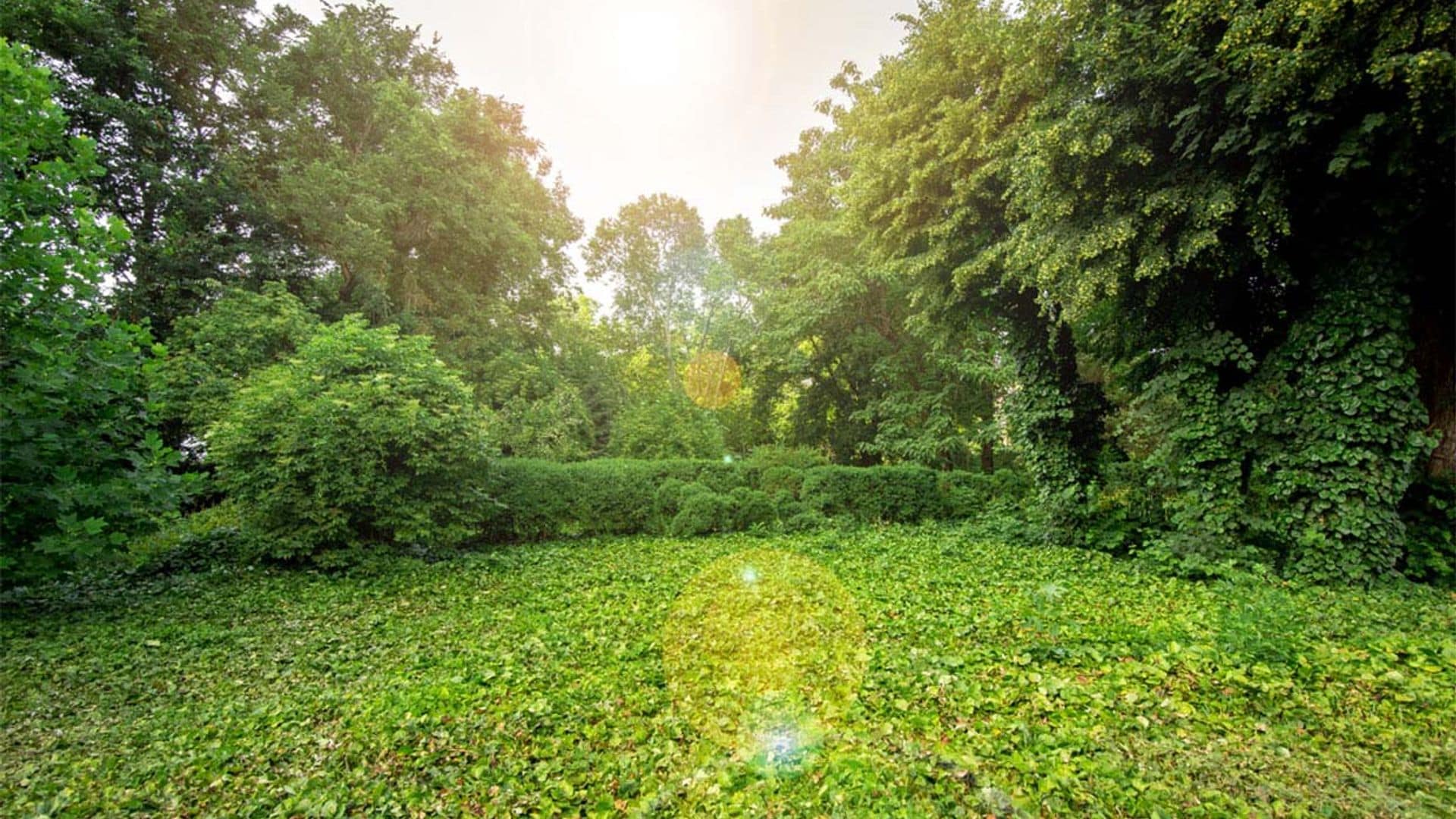 Alternativas para sustituir al césped en tu jardín sin renunciar a la pradera