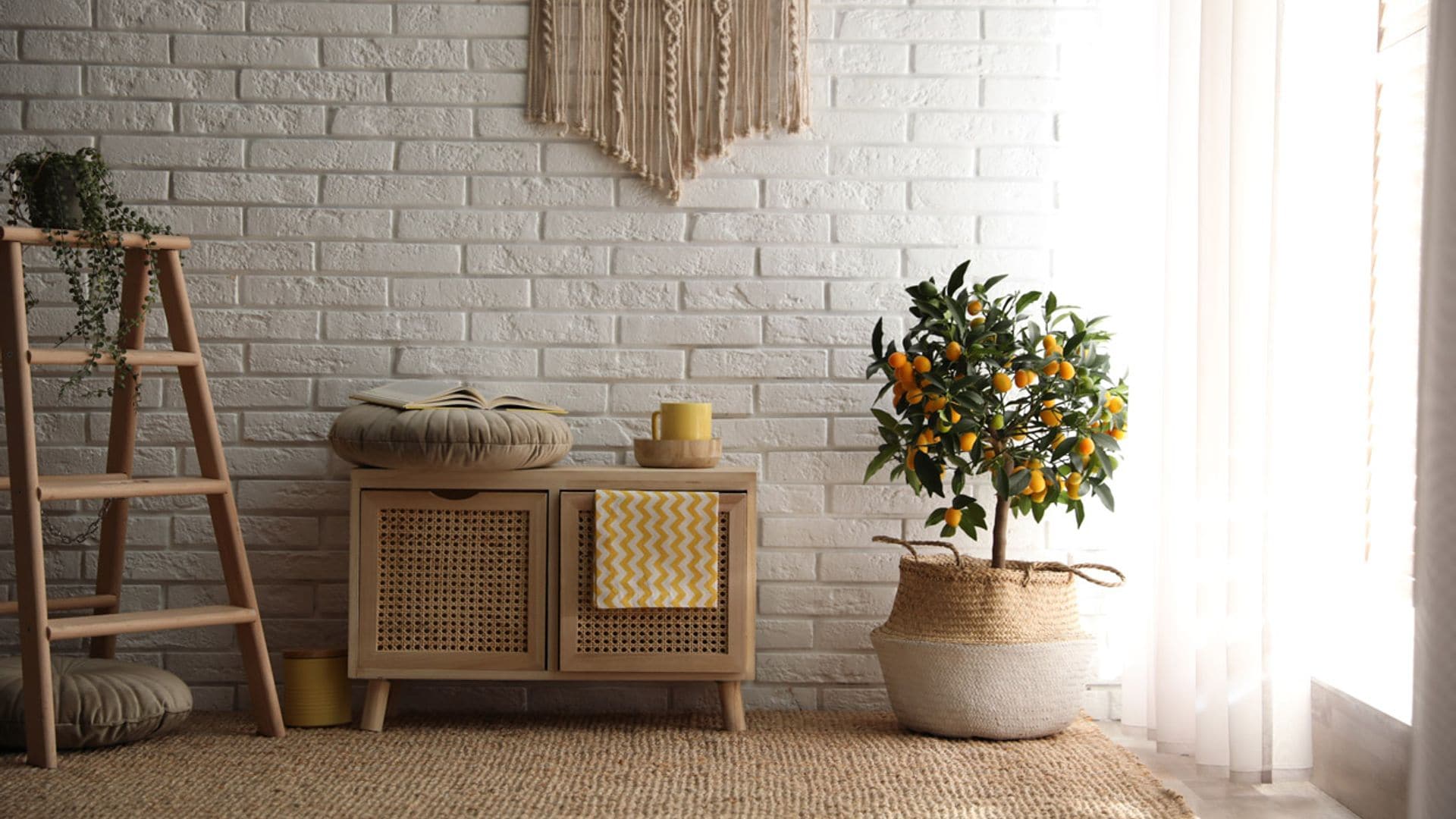 Naranjo chino o kumquat, un árbol frutal perfecto para decorar en interior y exterior