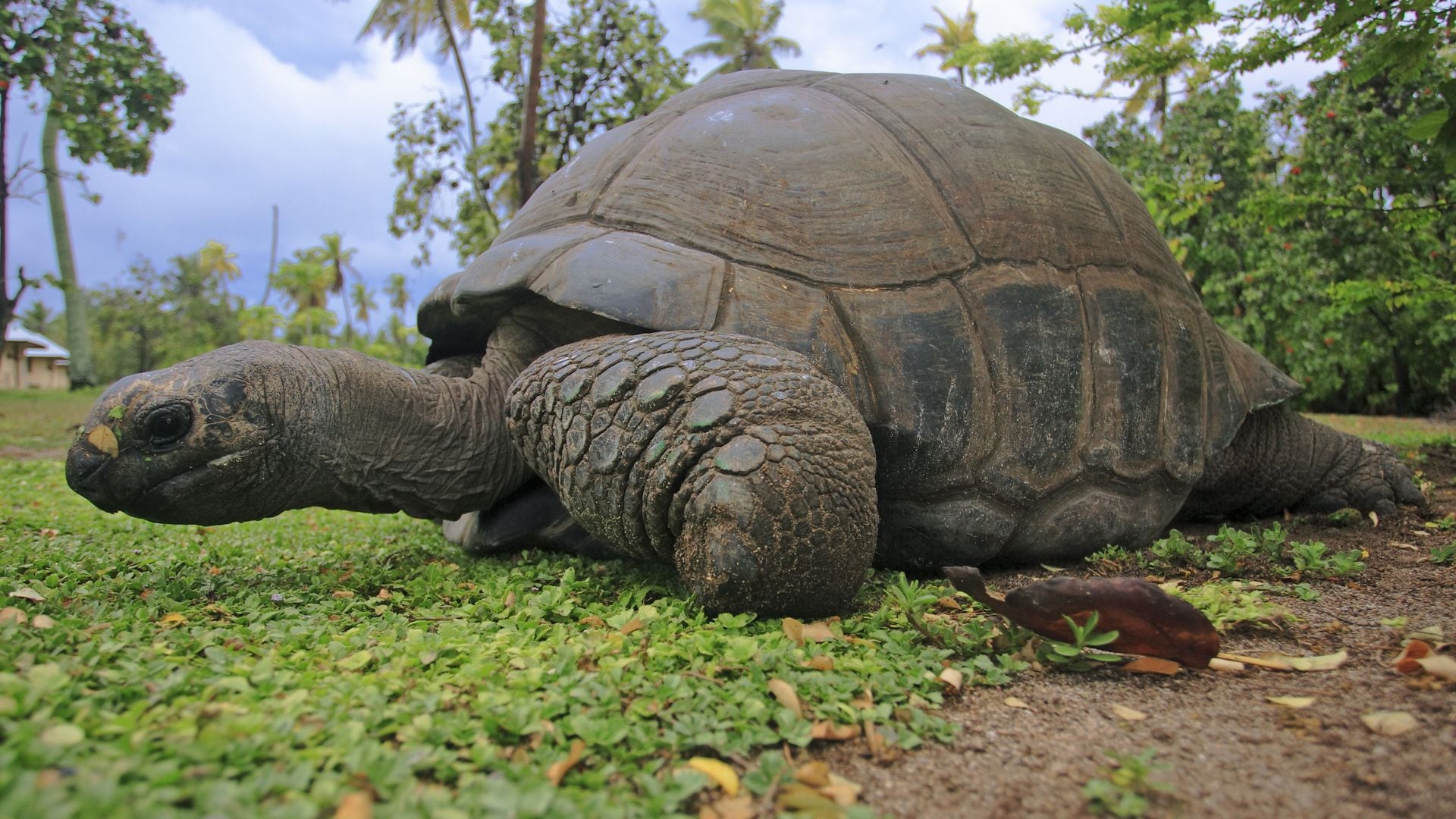 Esmeralda, la tortuga gigante más grande del mundo que habita en las islas Seychelles