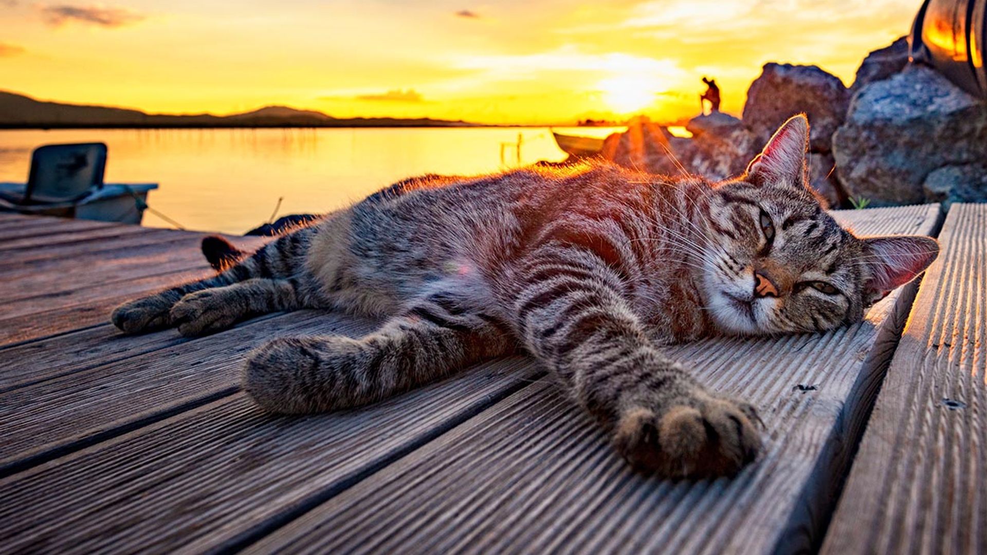 Cómo afecta el cambio climático a las mascotas