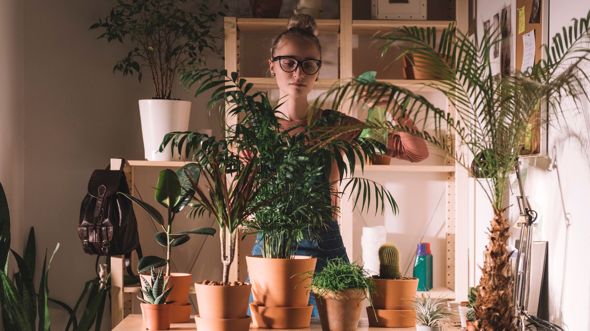 8 plantas de interior que saben cómo sobrevivir en pisos con poca luz