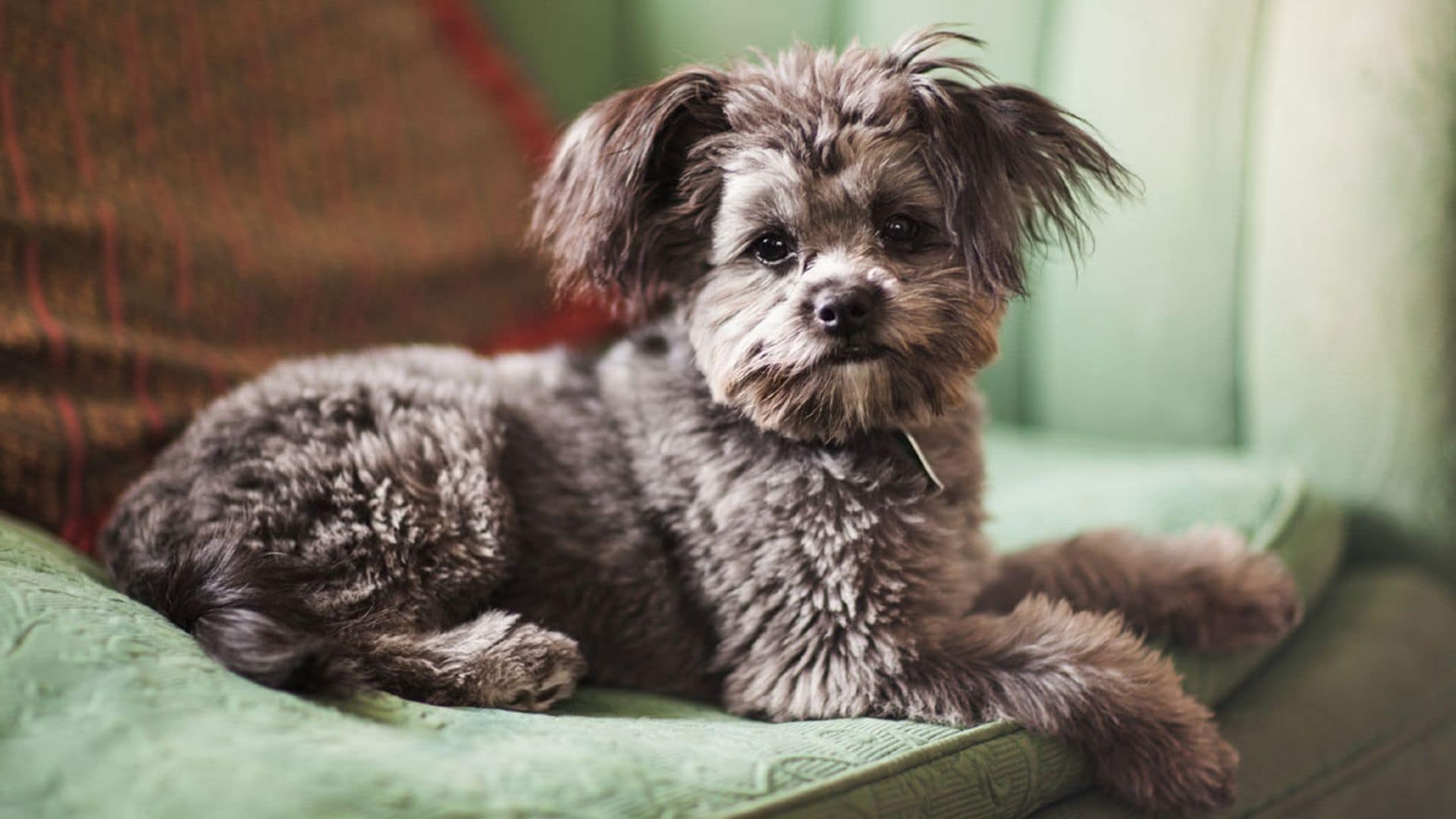Yorkie poo, un perro 'de bolsillo' ideal para principiantes y alérgicos
