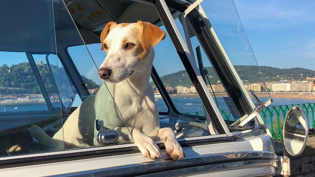 pipper en una van en donostia