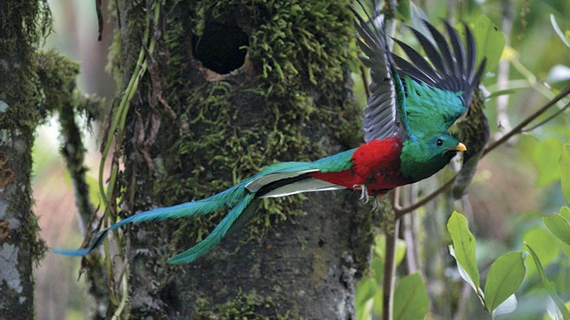 En busca del quetzal por Costa Rica