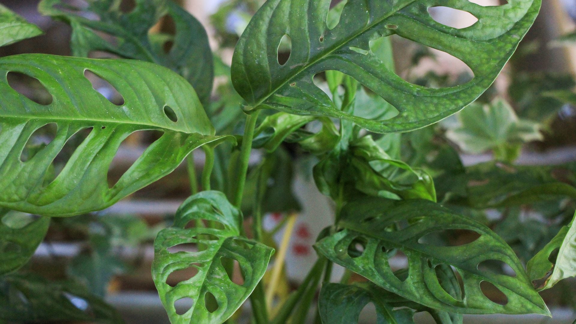 'Monstera adansonii', una guía completa para cuidar esta joya tropical