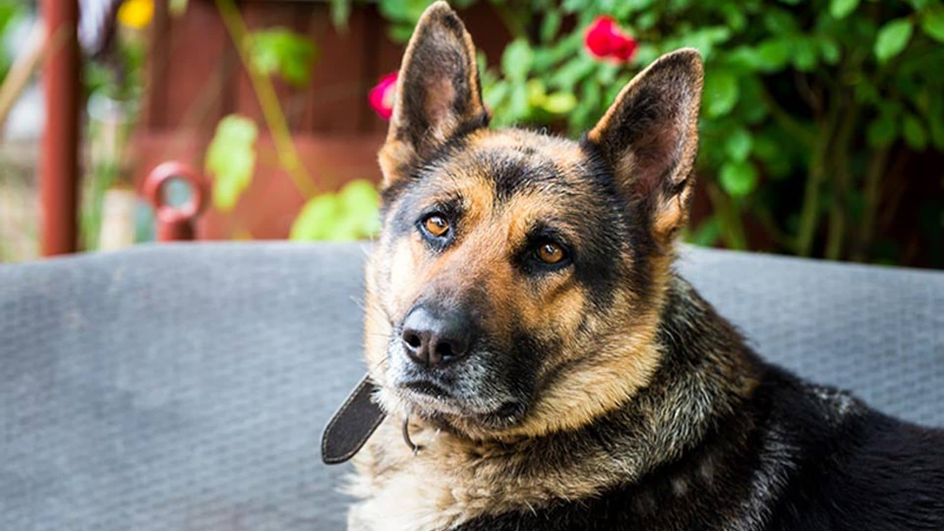 Si vas a adoptar un perro, adopta un jubilado