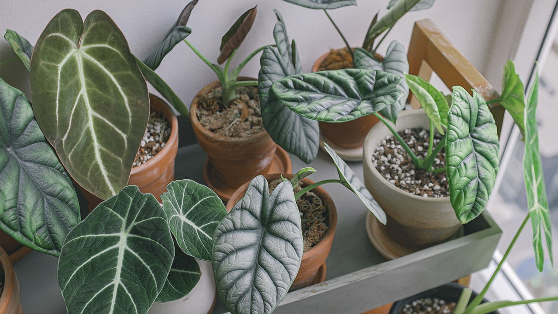 Cómo cuidar la alocasia, una planta de interior original y fácil