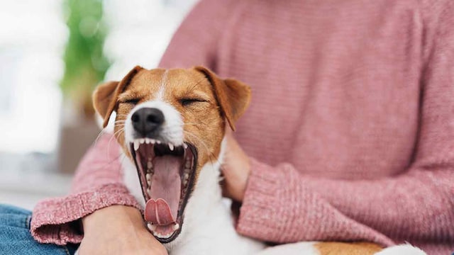 tu perro bosteza protegiendose de tu estres ansiedad miedo sueno