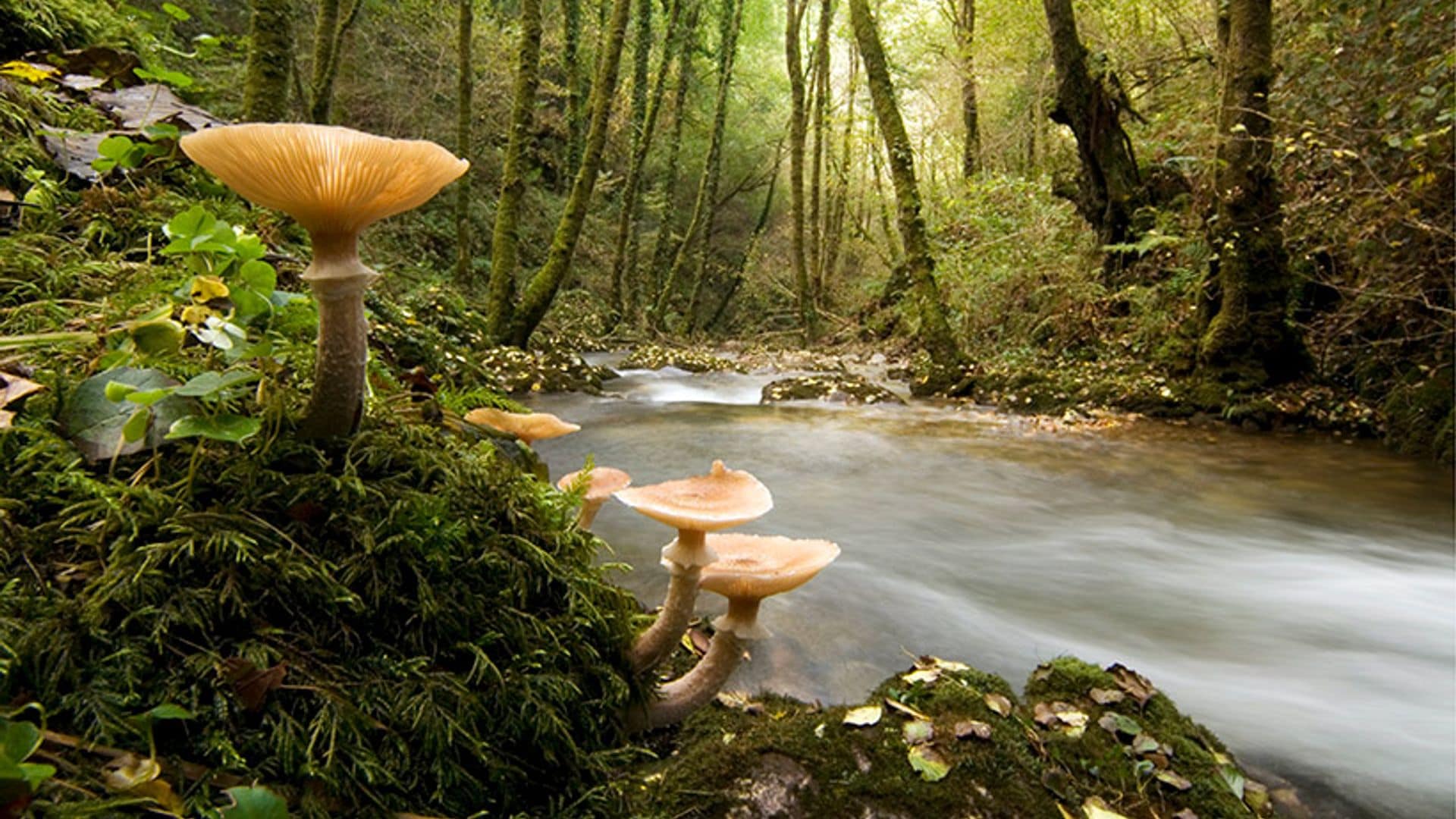 Un bosque de ensueño en A Coruña para descubrir esta primavera