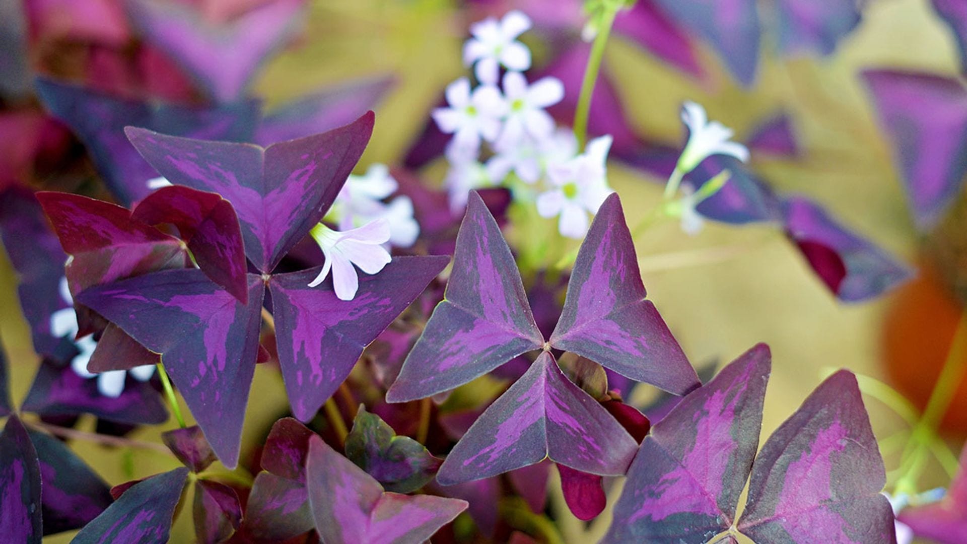 Oxalis o planta mariposa: una planta de rara belleza para cultivar en casa