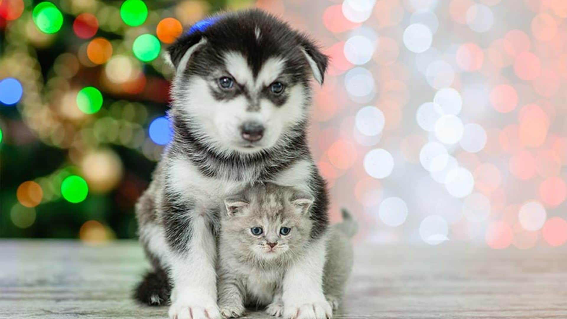 ¿Vas a regalar un perro por Navidad? Antes necesitas saber esto