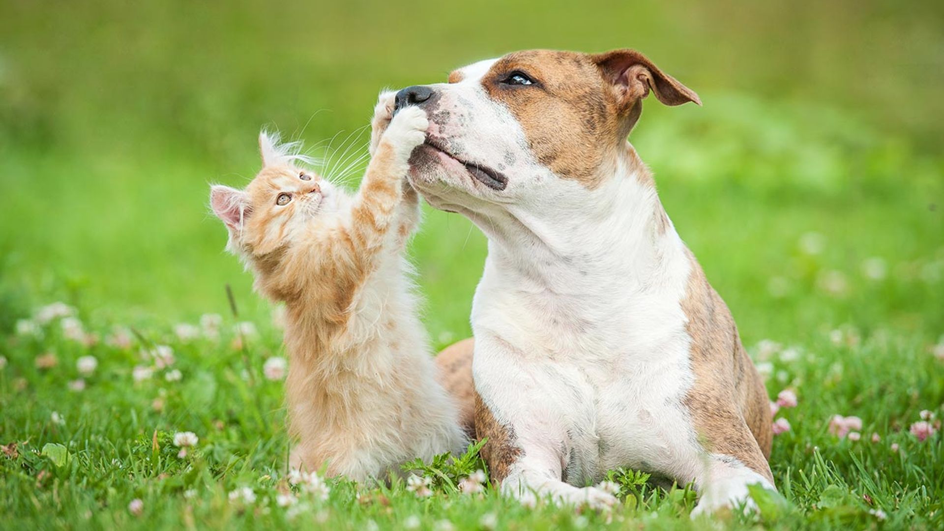 Estas son las razas de perros que se llevan mejor con gatos