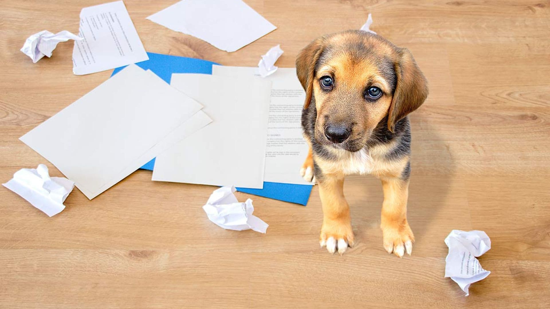 que cubren seguros mascotas perros gatos perdida