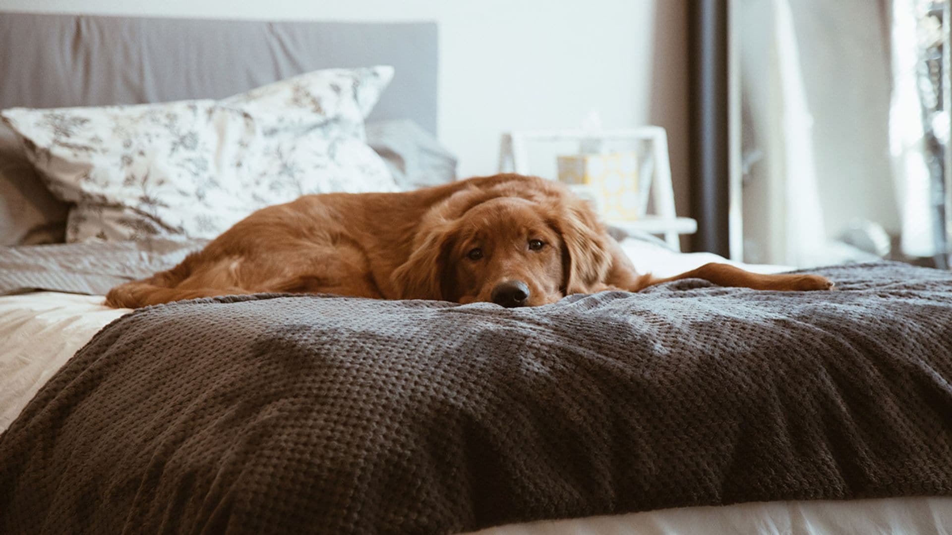 Cómo limpiar tu casa (y mantenerla) si tienes mascotas