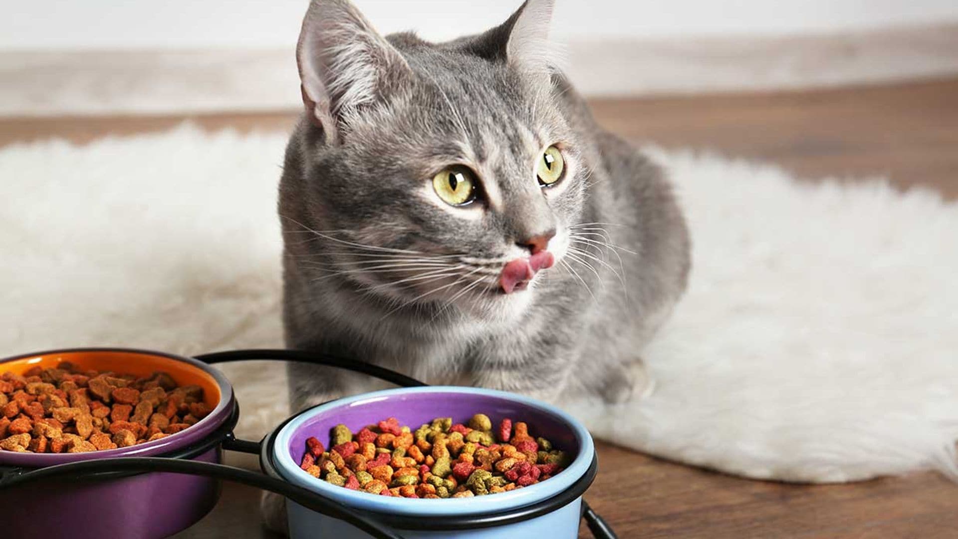 como alimentar gato sobrepeso niega comer