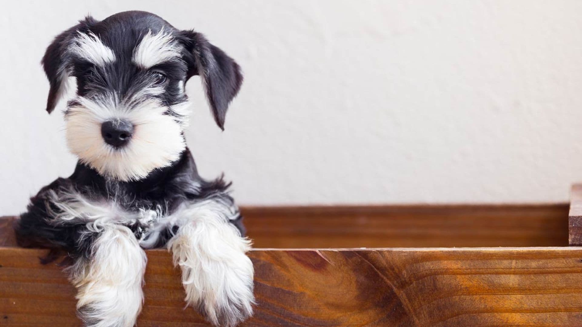 cuánto ejercicio necesita un cachorro schnauzer miniatura