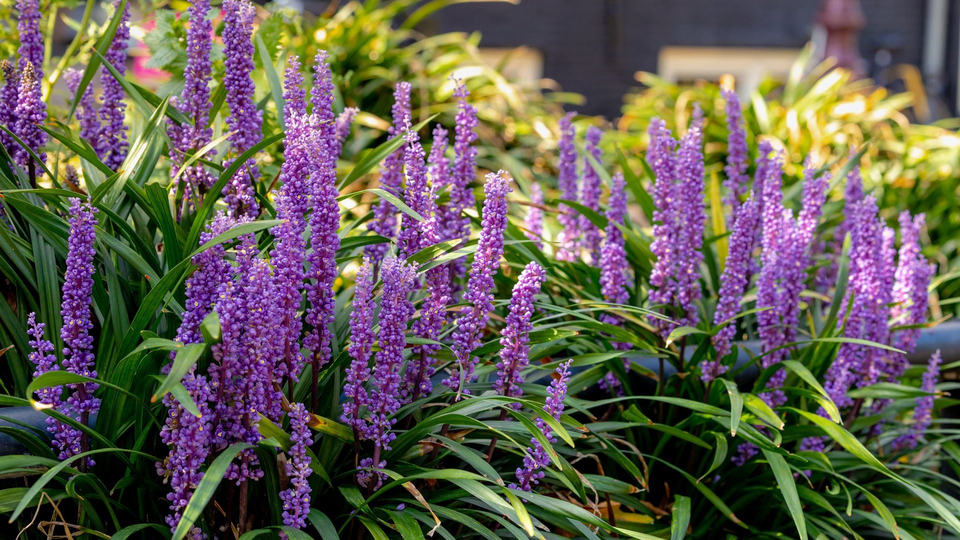 Estos son los cuidados que debes darle al liriope, una planta versátil para tu jardín