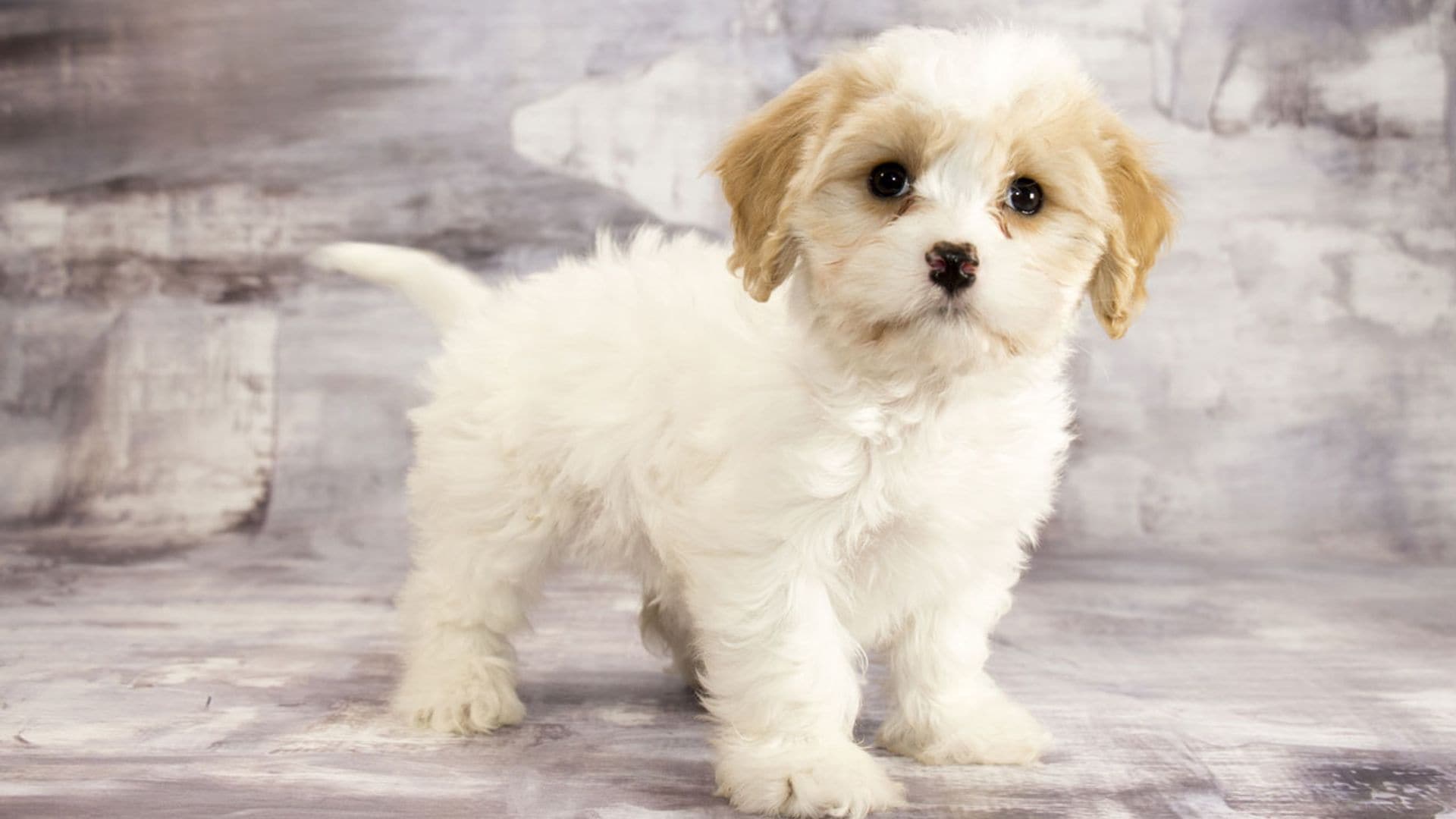 Perro cavachón: otra raza de perro 'de diseño' de pequeño tamaño