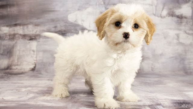 perro cavachon