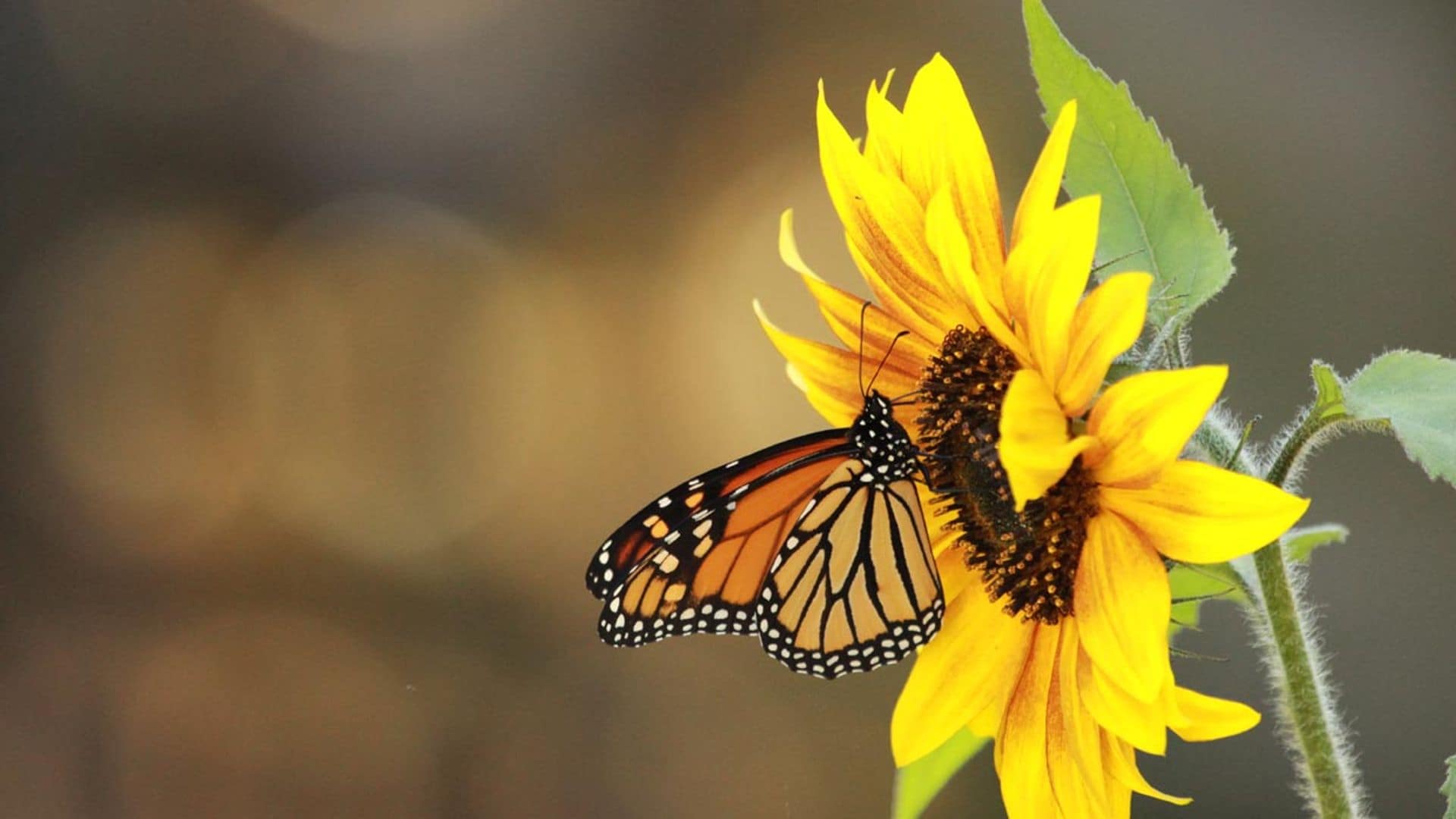 Estos son todos los cuidados que necesita un girasol para cultivarlo en maceta