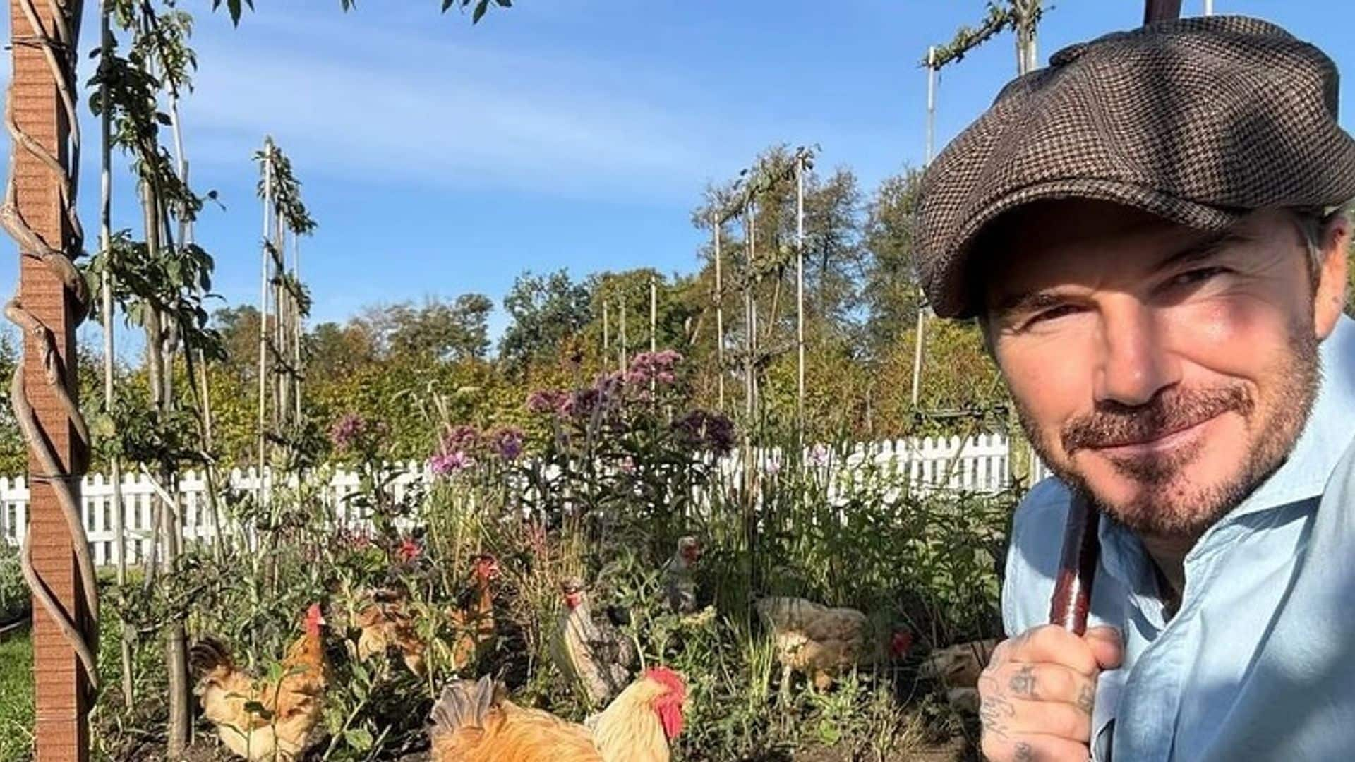 David Beckham con sus gallinas 