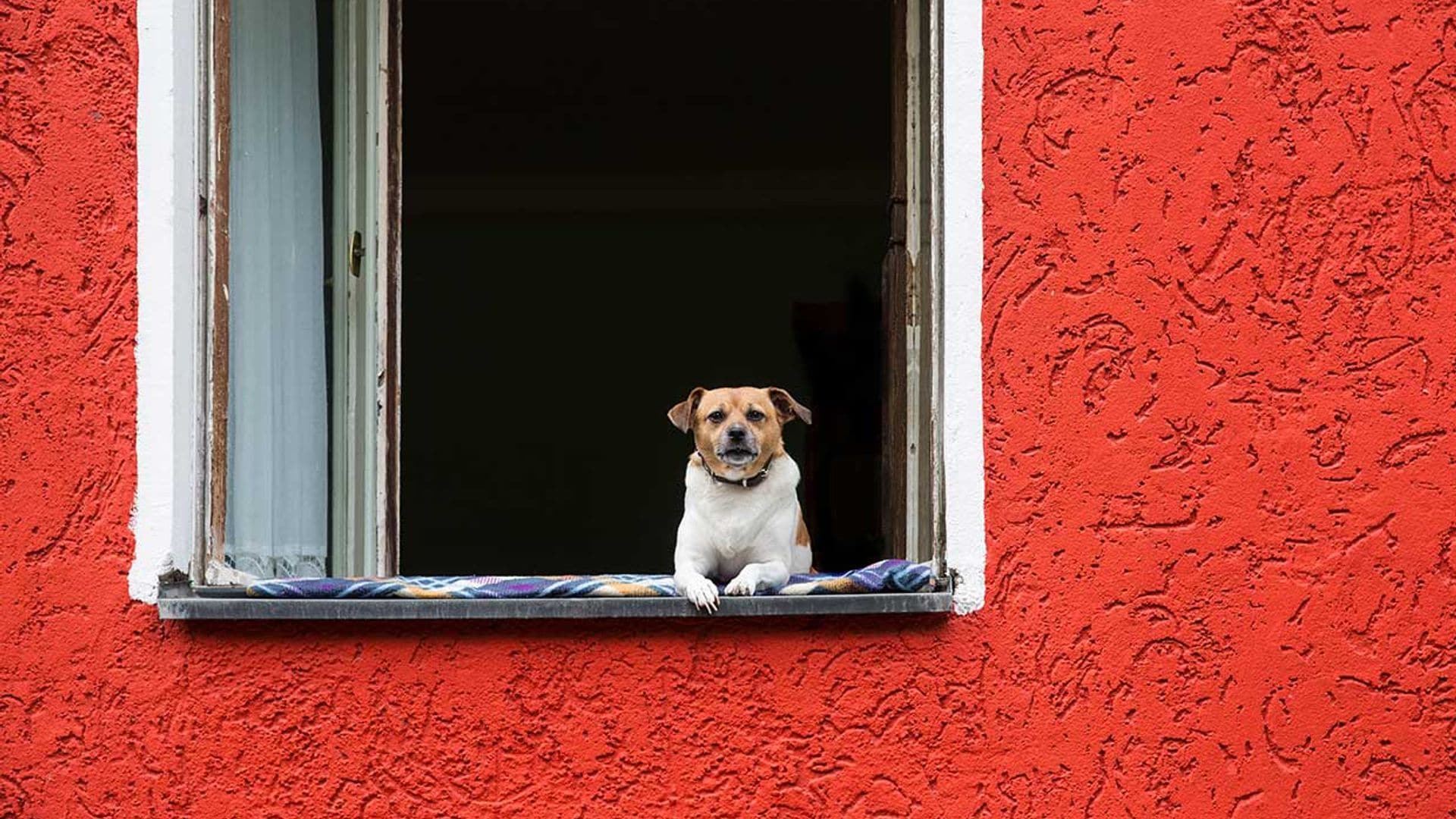 Pasos a seguir si el perro de tu vecino no para de ladrar