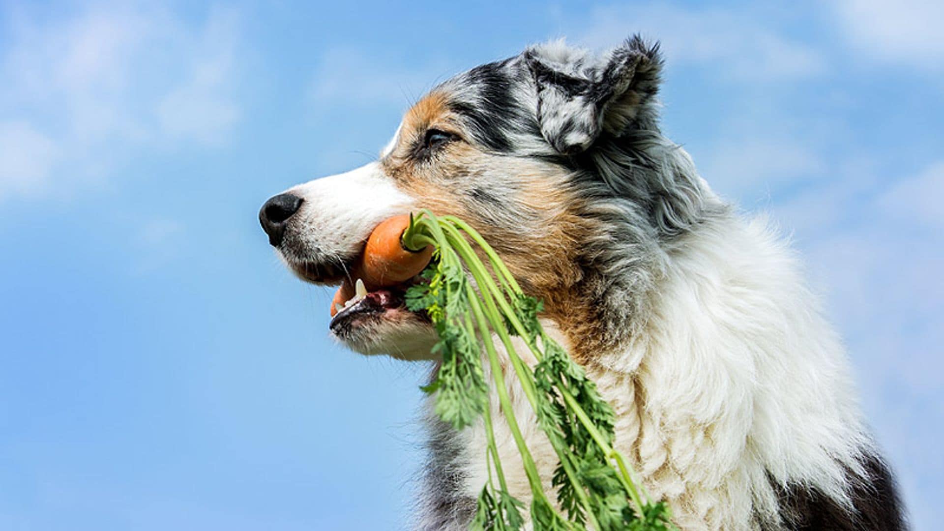 '¿Por qué mi perro siempre tiene hambre?'