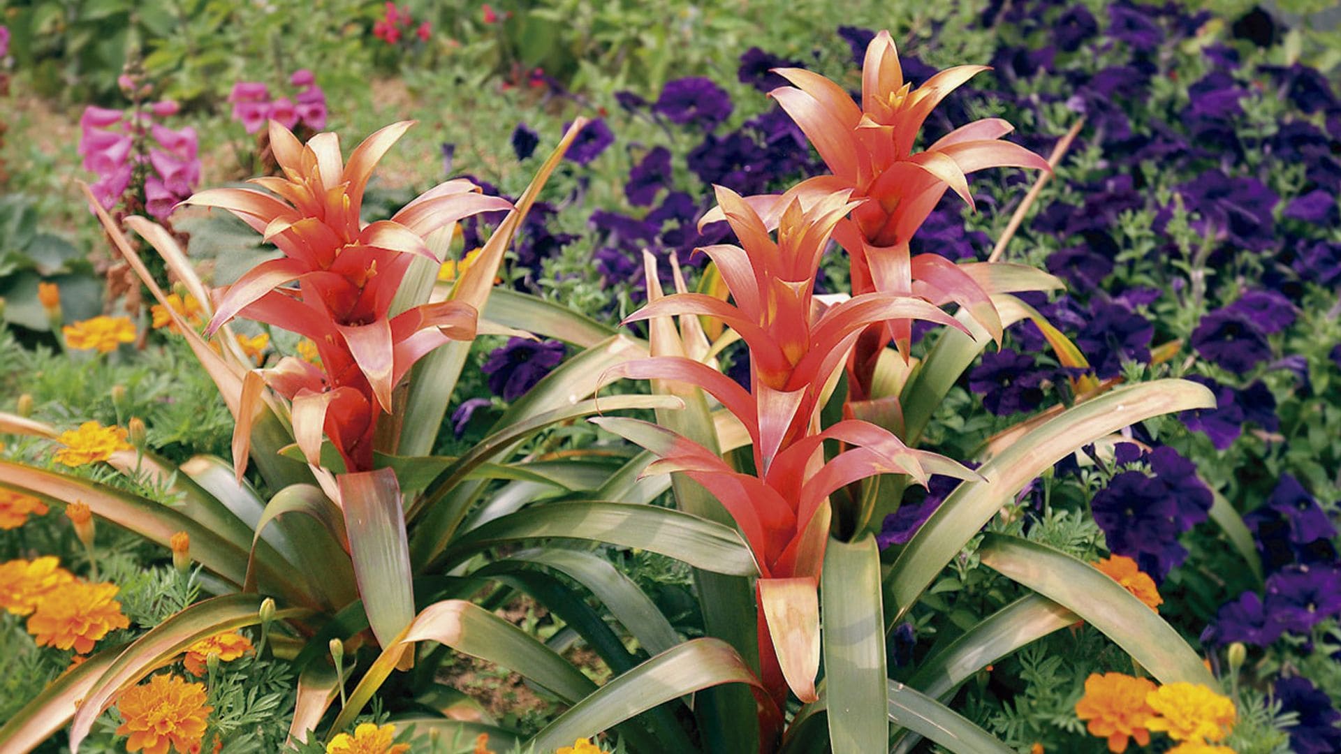 Cómo cuidar la guzmania para que decore y alegre el interior de tu casa