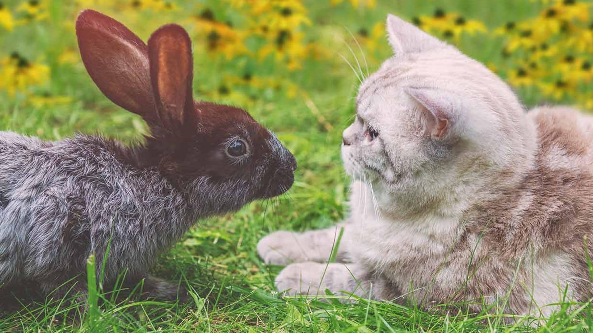 ¿Cuál es la relación de los conejos con otras mascotas?