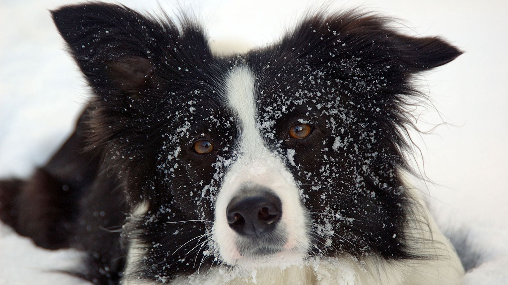 Flo, la border collie que salvó a una persona enterrada en la nieve