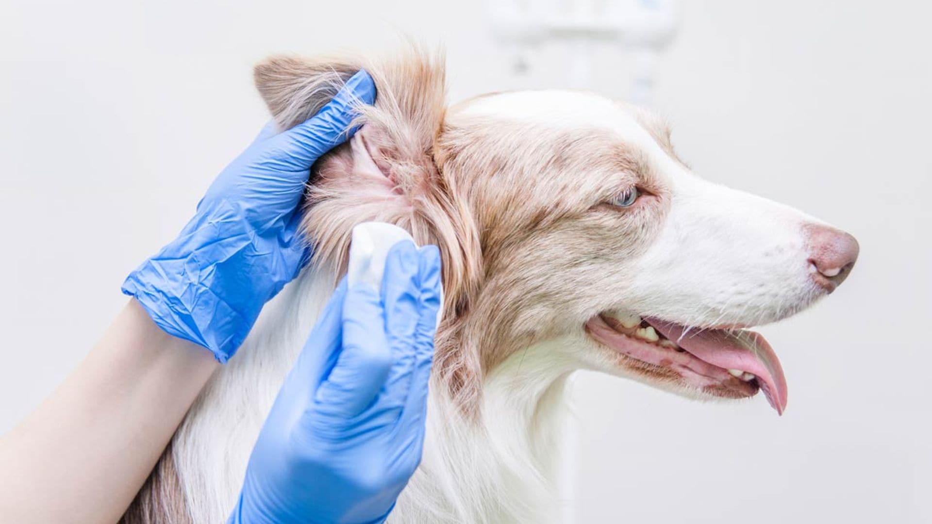 Estos son los cuidados que necesitan los perros de orejas largas y caídas