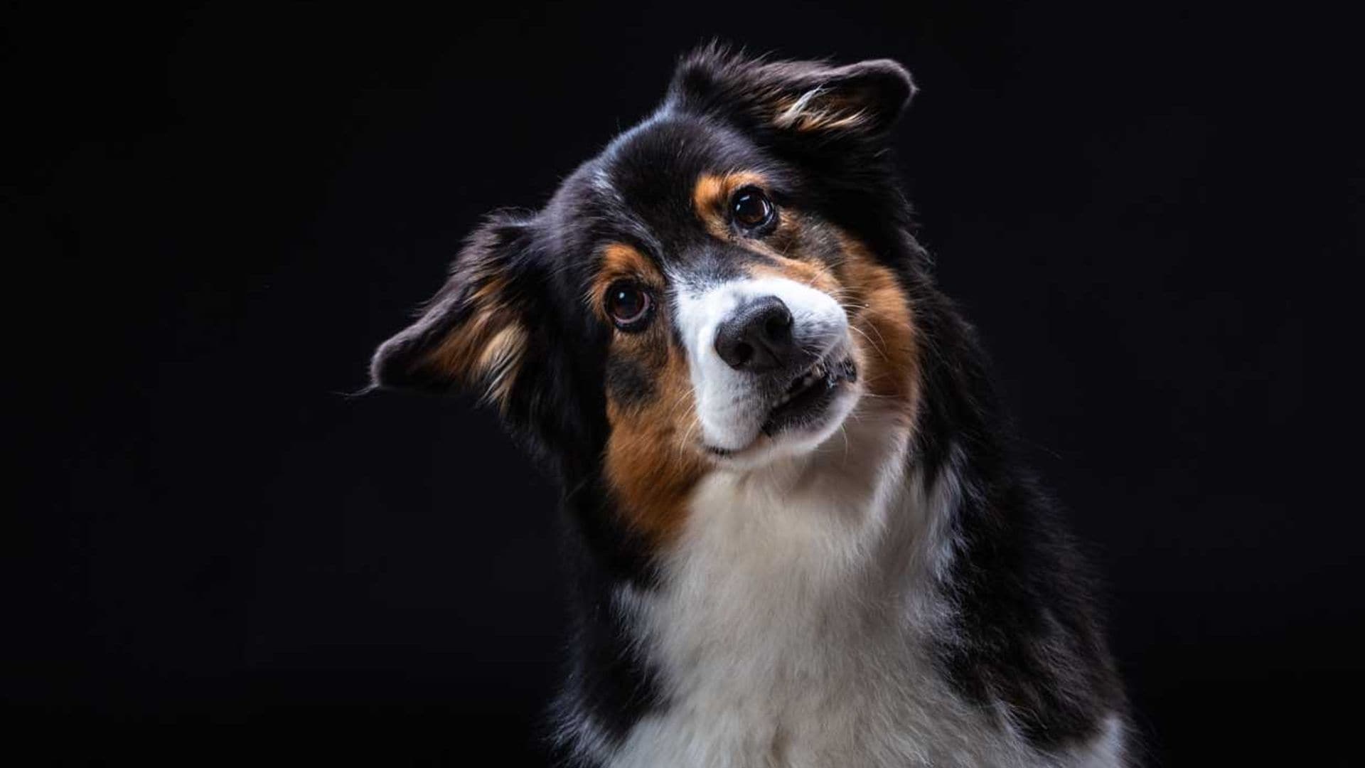 Un perro se comunica con sus dueños mediante un método revolucionario