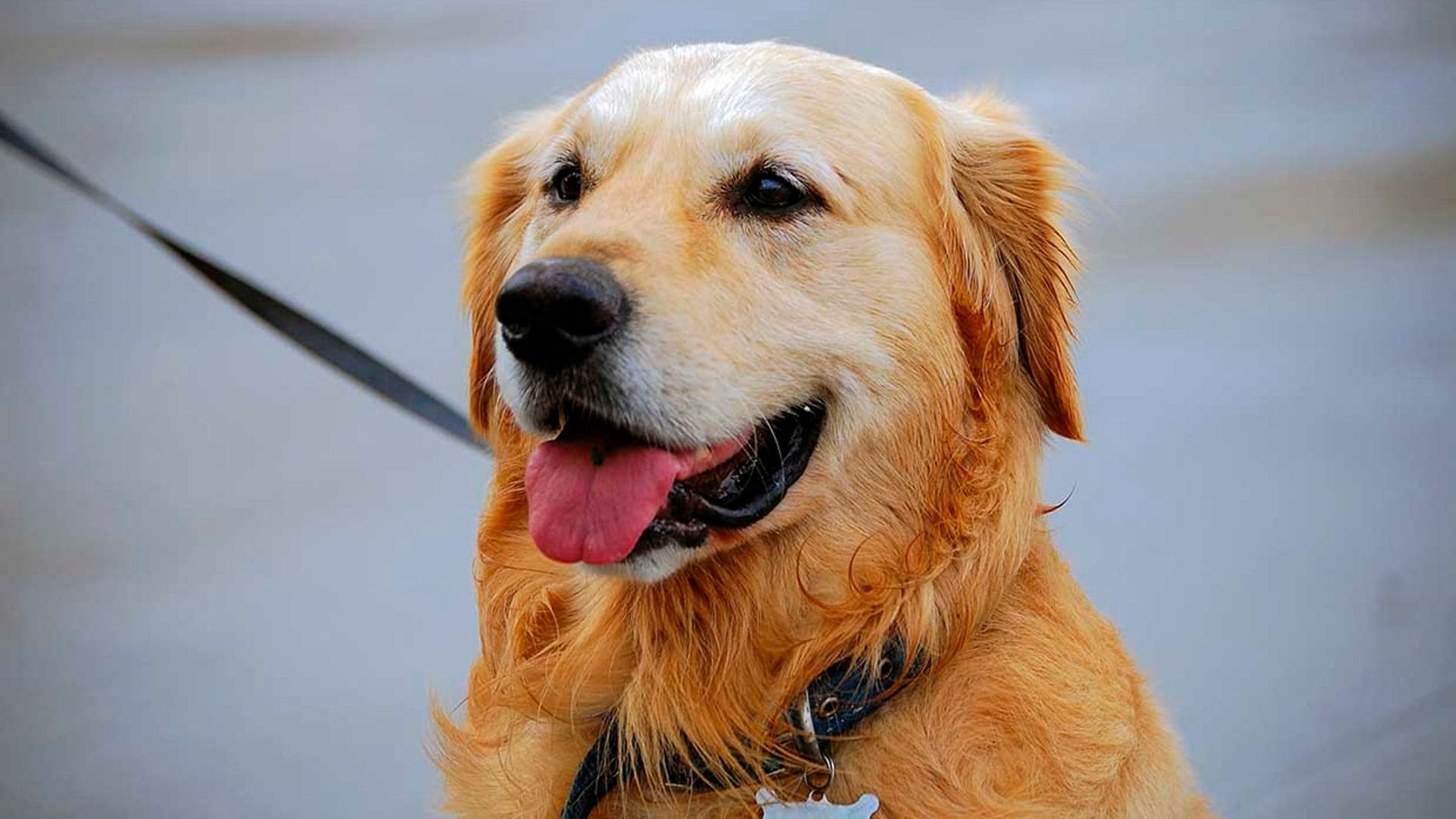 Dermatitis atópica, una enfermedad hereditaria frecuente entre los golden retriever