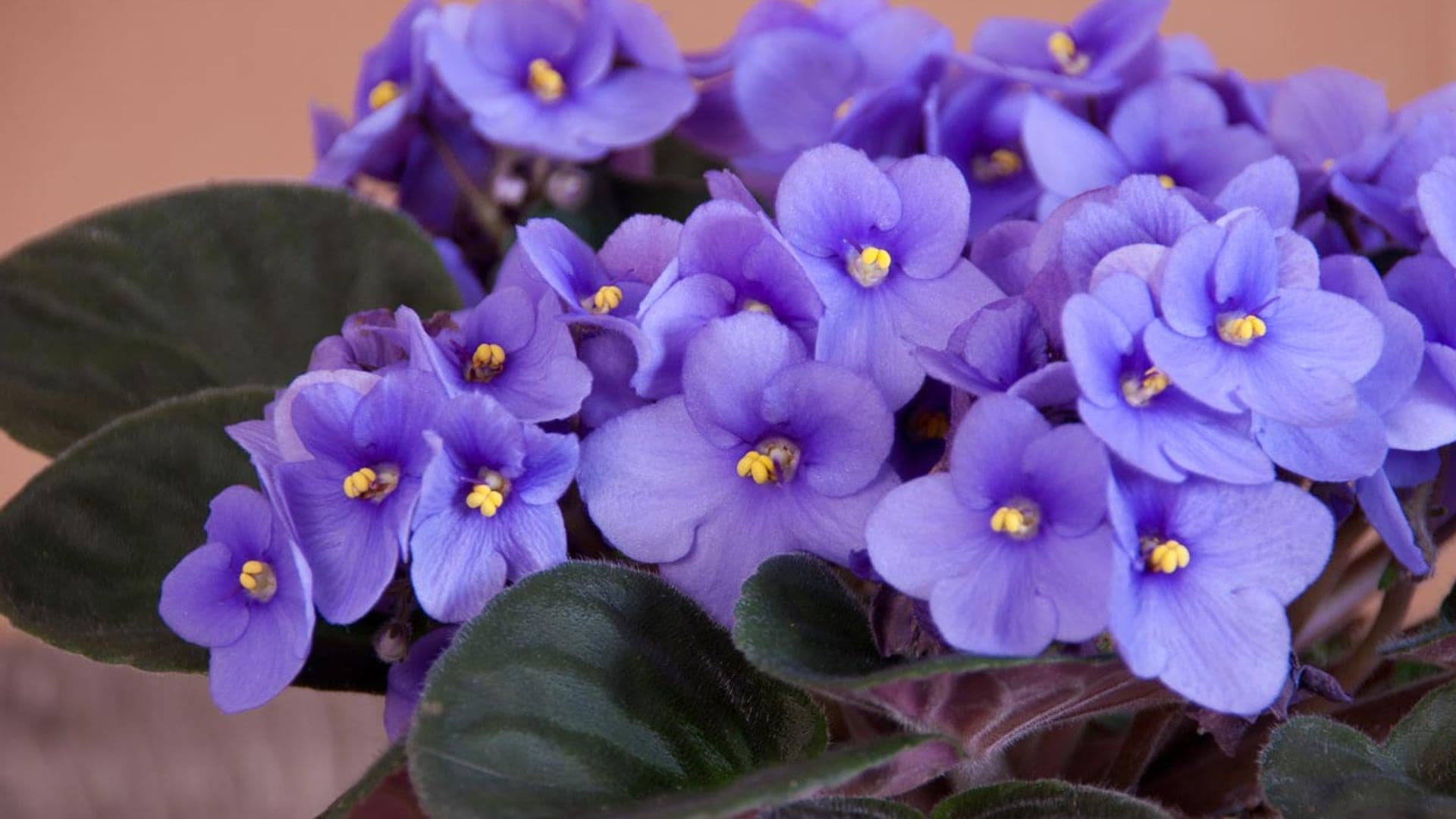 ¿Sabes cómo cuidar la violeta africana para que dé flores todo el año?