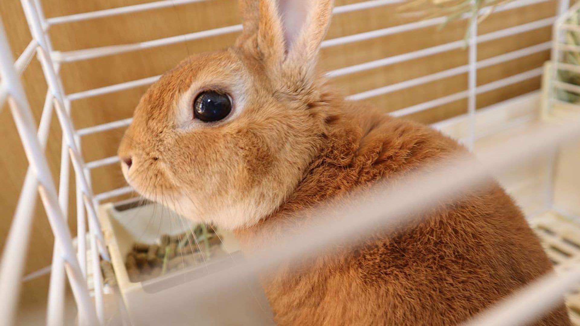 Cómo sacar a un conejo de su jaula, consejos paso a paso