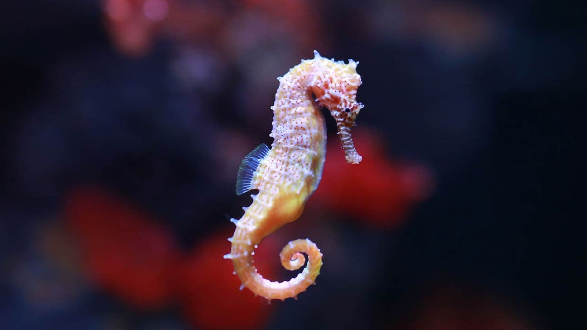 ¡Descubre el maravilloso mundo del caballito de mar!