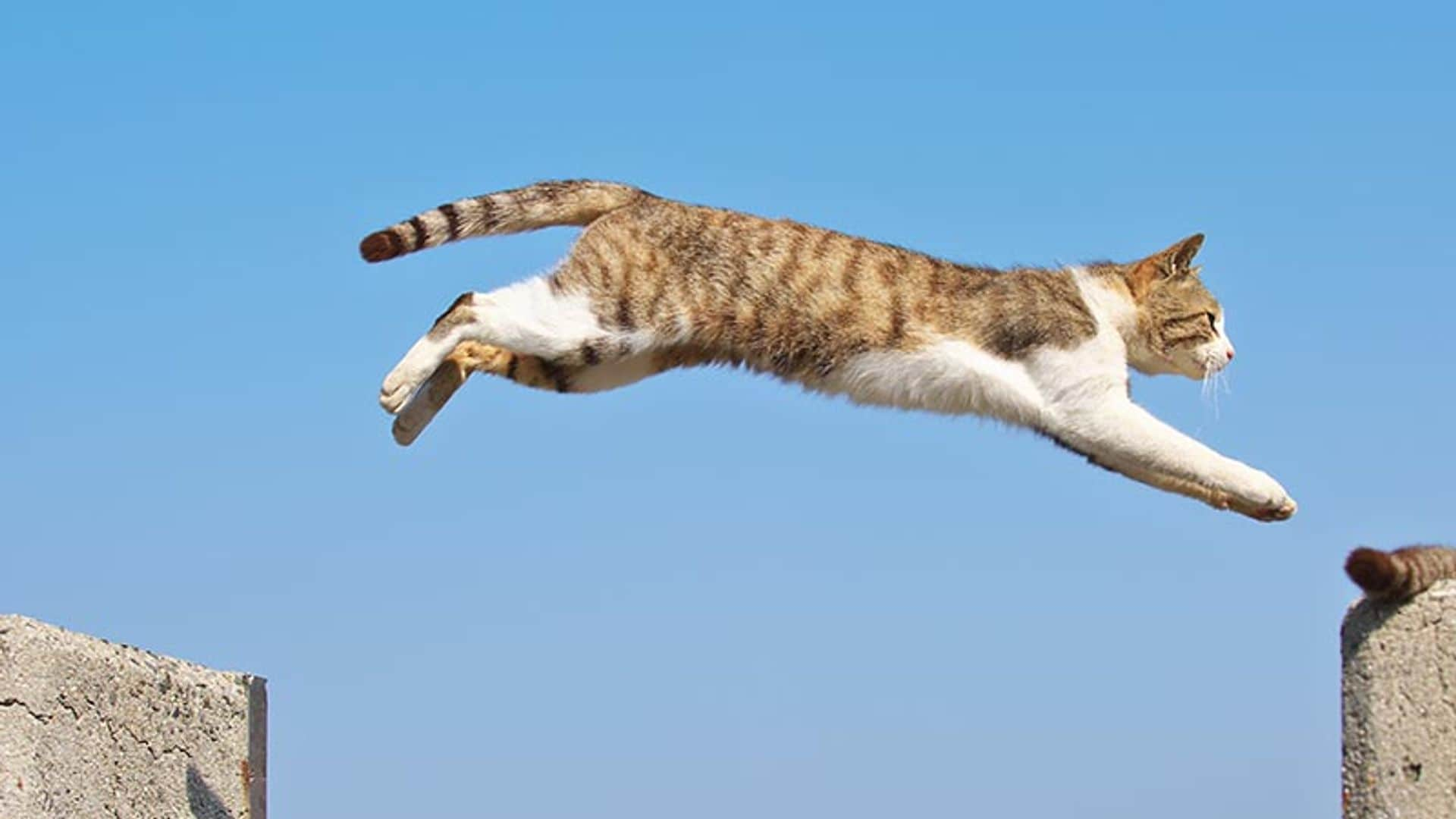 Conoce el síndrome del gato volador