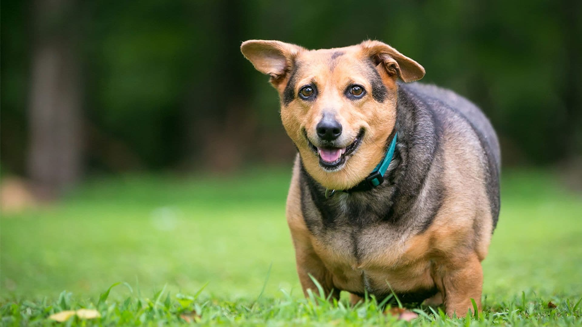Perros con sobrepeso: enfermedades asociadas y formas de evitarlo