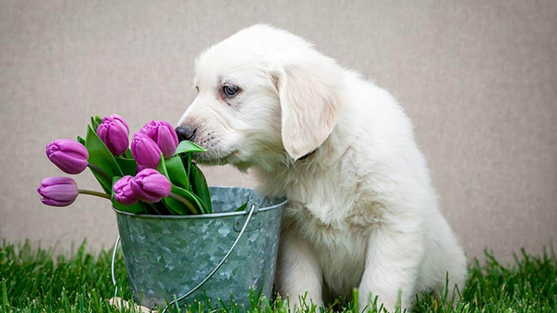 ¡Cuidado con estas plantas! Son muy peligrosas para la salud de tu mascota