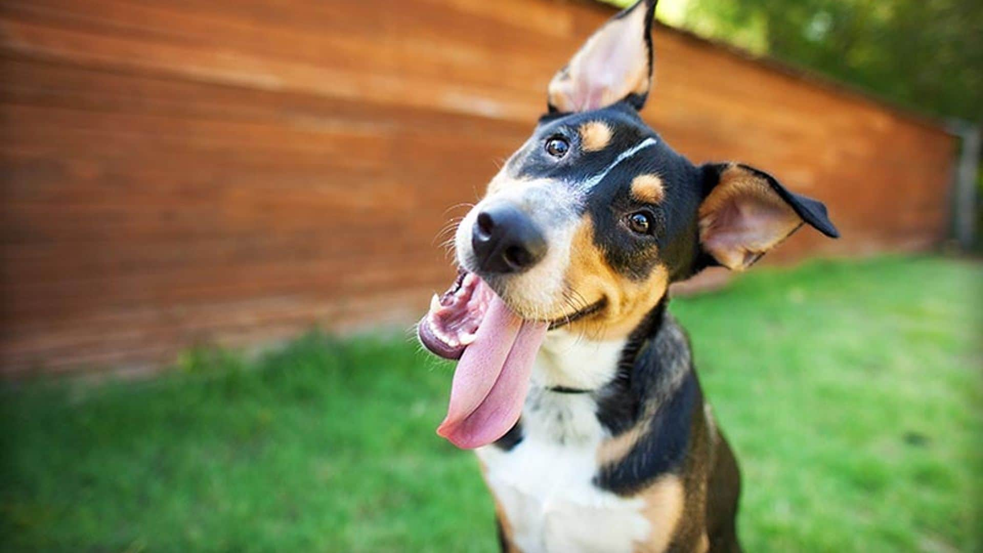 Si vas a dejar a tu perro en una residencia, elige la mejor